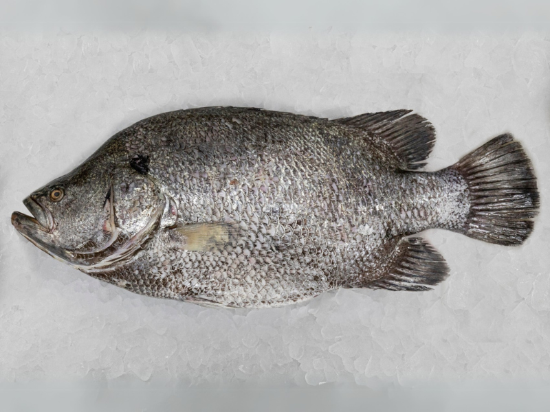 pescados-peixe-inteiro